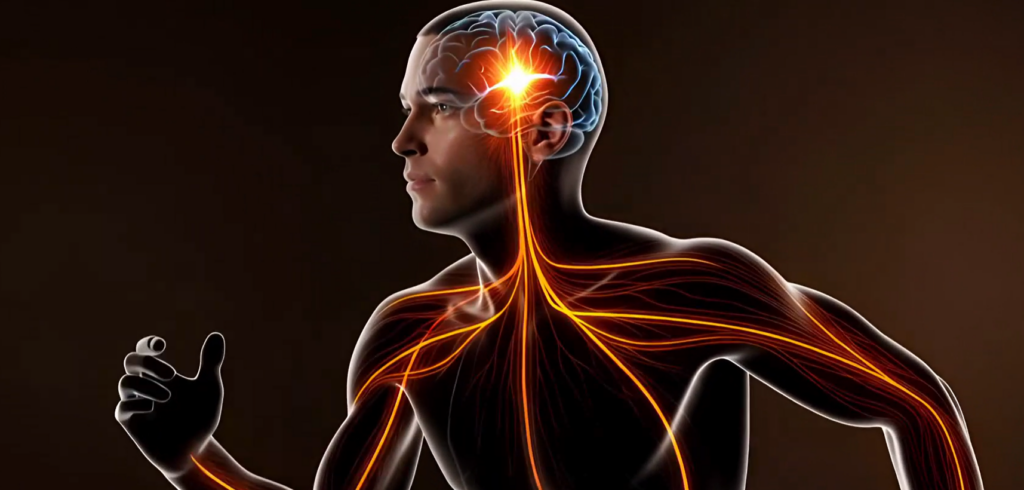 nervous system